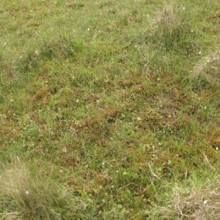 FE3D: Carex nigra – Calliergonella cuspidata fen