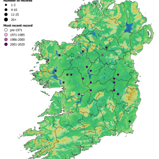 FW3A map: Schoenoplectus lacustris – Sparganium erectum swamp