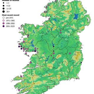FW3E map: Phragmites australis – Equisetum fluviatile swamp