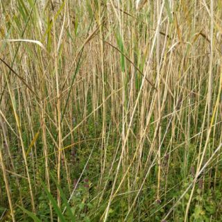 FW3E: Phragmites australis – Equisetum fluviatile swamp