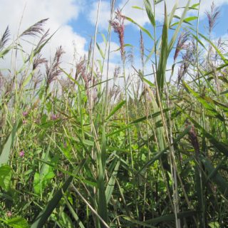 FW3E: Phragmites australis – Equisetum fluviatile swamp