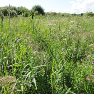 FW3F: Filipendula ulmaria – Valeriana officinalis tall-herb swamp