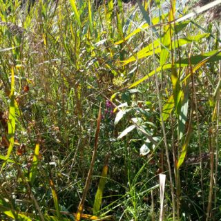 FW3F: Filipendula ulmaria – Valeriana officinalis tall-herb swamp