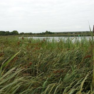 FW3H: Cladium mariscus – Phragmites australis swamp