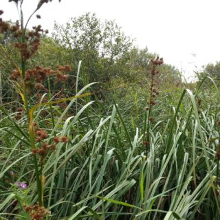 FW3H: Cladium mariscus – Phragmites australis swamp