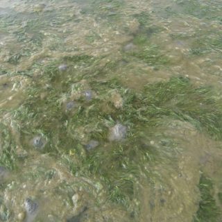 SW1A: Ruppia maritima/cirrhosa saline community