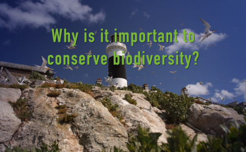 why-is-it-important-to-conserve-biodiversity-national-biodiversity