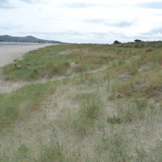 DU1A: Elytrigia juncea duneland