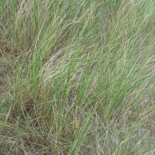 DU1A: Elytrigia juncea duneland
