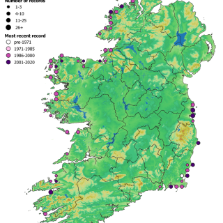 DU1B map: Ammophila arenaria duneland