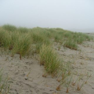 DU1B: Ammophila arenaria duneland