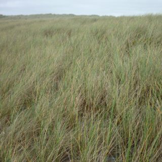 DU1B: Ammophila arenaria duneland