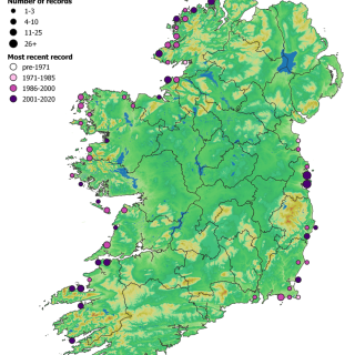 DU2A map: Ammophila arenaria – Festuca rubra duneland