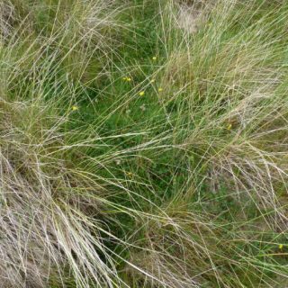 DU2A: Ammophila arenaria – Festuca rubra duneland