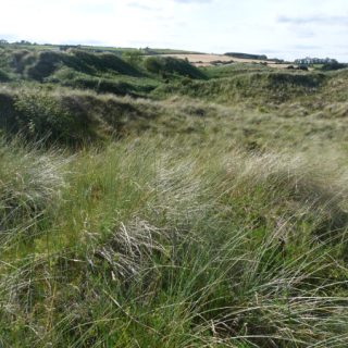 DU2A: Ammophila arenaria – Festuca rubra duneland