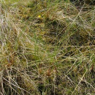 DU2B: Festuca rubra – Syntrichia ruraliformis duneland