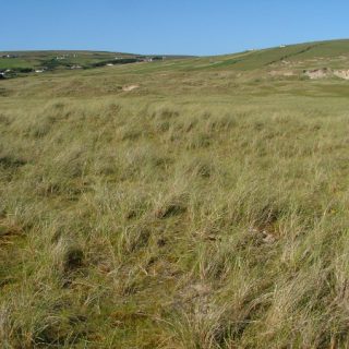 DU2B: Festuca rubra – Syntrichia ruraliformis duneland