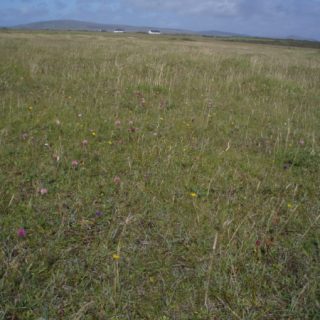 DU2C: Festuca rubra – Plantago lanceolata – Carex arenaria duneland