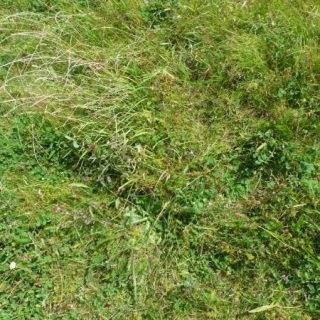 DU2C: Festuca rubra – Plantago lanceolata – Carex arenaria duneland