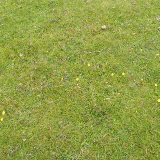 DU2D: Festuca rubra – Thymus polytrichus duneland