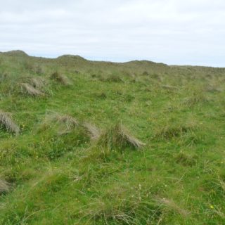 DU2D: Festuca rubra – Thymus polytrichus duneland
