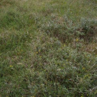 DU3A: Salix repens – Lotus corniculatus duneland