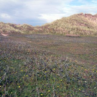 DU3A: Salix repens – Lotus corniculatus duneland