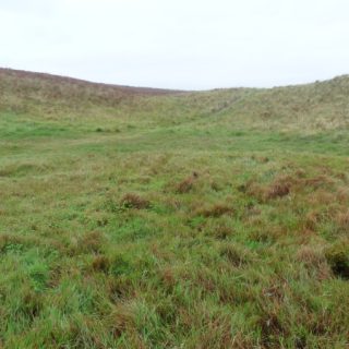 DU3B: Agrostis stolonifera – Calliergonella cuspidata – Carex arenaria grassland