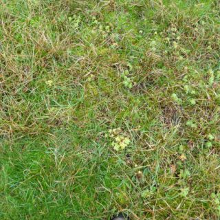 DU3B: Agrostis stolonifera – Calliergonella cuspidata – Carex arenaria grassland