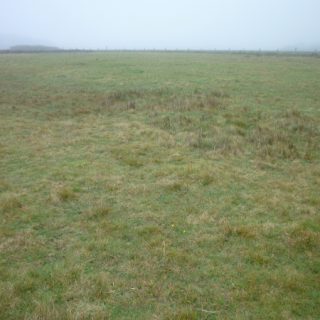 DU3D: Festuca rubra – Bellis perennis grassland