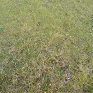DU3D: Festuca rubra – Bellis perennis grassland