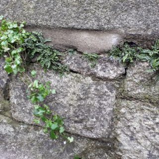 RH1C: Asplenium ruta-muraria – Cymbalaria muralis wall community