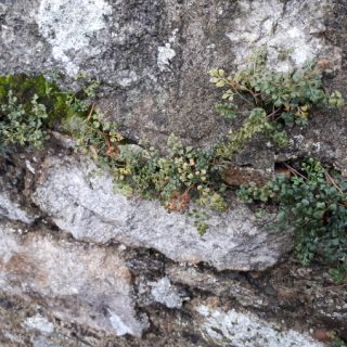 RH1C: Asplenium ruta-muraria – Cymbalaria muralis wall community