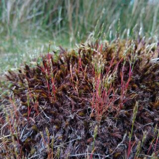 RH2E: Aira caryophyllea – Polytrichum juniperum wall community