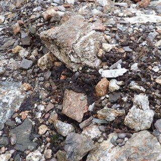 RH3A: Cephaloziella stellulifera – Dicranella varia mine-spoil community