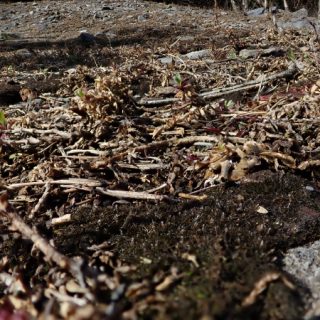 RH3B: Silene uniflora – Euphrasia officinalis agg. rock community