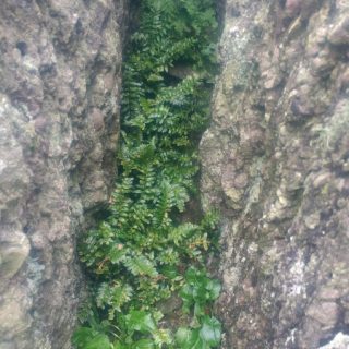 RH4A: Asplenium marinum crevice community