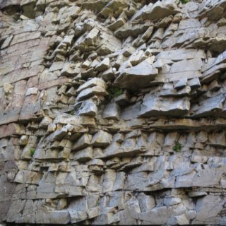 RH4A: Asplenium marinum crevice community
