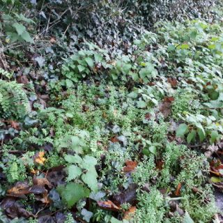 SC1F: Galium aparine – Urtica dioica wayside community