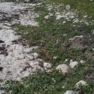 ST1A: Atriplex prostrata – Tripleurospermum maritimum strandline community