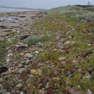 ST1A: Atriplex prostrata – Tripleurospermum maritimum strandline community