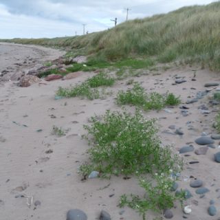 ST1B: Cakile maritima – Salsola kali strandline community