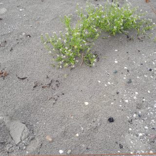 ST1B: Cakile maritima – Salsola kali strandline community