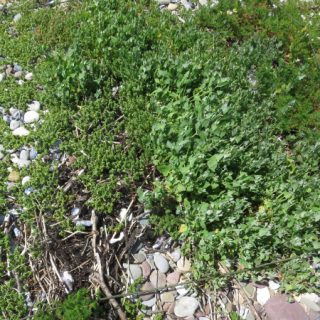 ST1C: Honckenya peploides – Eryngium maritimum strandline community