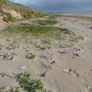 ST1C: Honckenya peploides – Eryngium maritimum strandline community