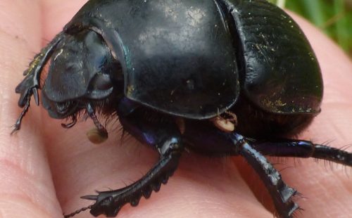 Dor Beetle (Geotrupes stercorarius), a large dung beetle that can be found in Ireland. Image credit: Annie Smith, NatureSpot.