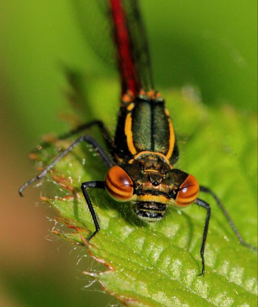 Large Red Damselfly