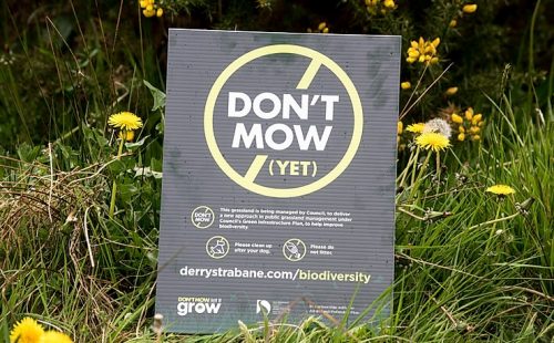 A No-Mow Area: Derry/Strabane District Council sign explaining that the grassland is being managed for biodiversity under the Green Infrastructure Plan