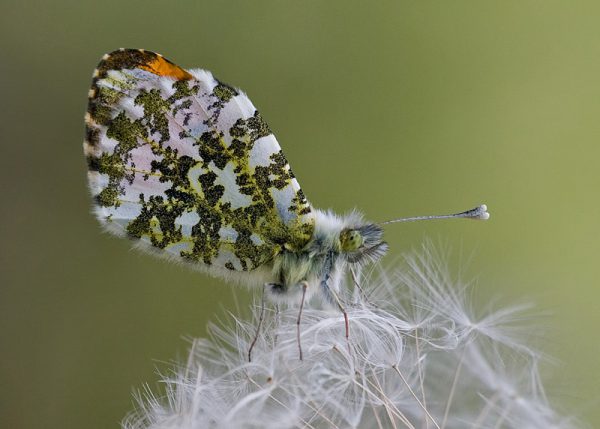 Atlas of Butterflies in Ireland 2017-2021 - National Biodiversity Data ...