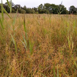 FE1D: Juncus subnodulosus – Mentha aquatica fen